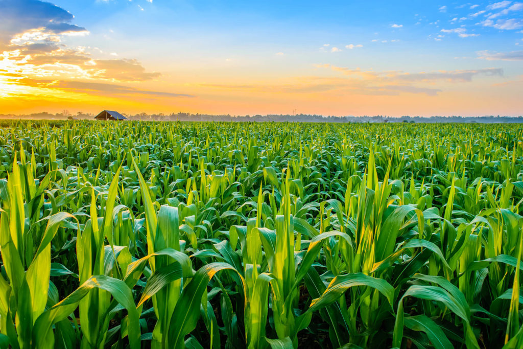 corn-field-1-acres-shares